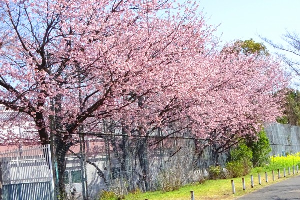 河津桜