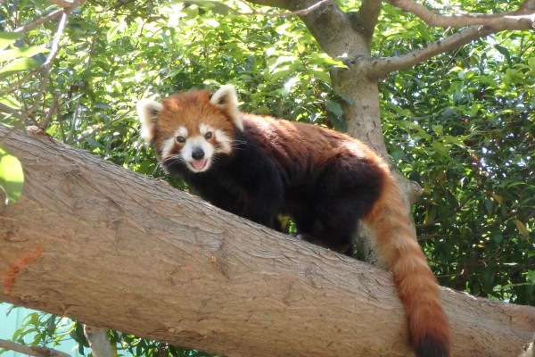 レッサーパンダ 動物紹介 自然動物園 公益財団法人 えどがわ環境財団