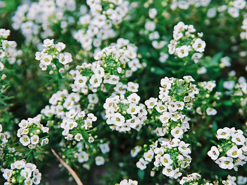 スイートアリッサム 冬 花を育てよう 花とみどりの応援団 公益財団法人 えどがわ環境財団