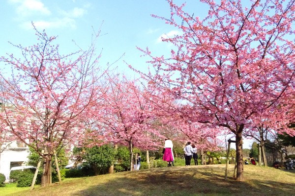 河津桜