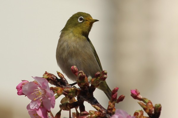 河津桜にメジロ ヒヨドリが集まっています 花だより 水とみどり 花の情報 公益財団法人 えどがわ環境財団