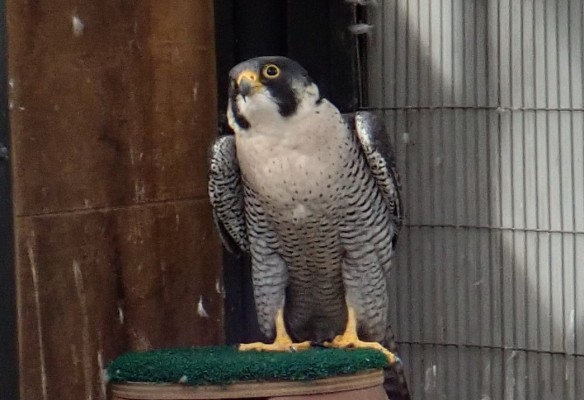 猛禽類の展示を再開しました 自然動物園 公益財団法人 えどがわ環境財団