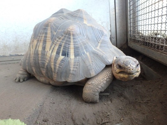 ホウシャガメは動かない 自然動物園 公益財団法人 えどがわ環境財団