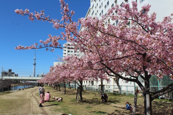 大寒桜 オオカンザクラ が開花しました 花だより 水とみどり 花の情報 公益財団法人 えどがわ環境財団