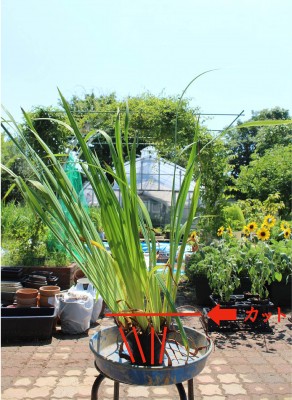 花菖蒲 Iris - おしらせ - 水とみどり・花の情報 - 公益財団法人 花菖蒲 Iris - おしらせ - 水とみどり・花の情報 - 公益財団法人