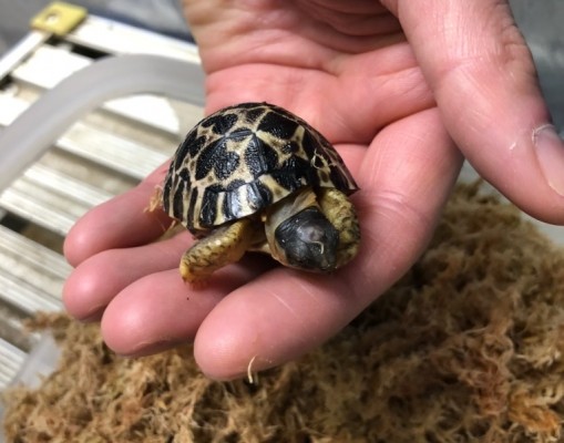 ホウシャガメ on my hand 2018