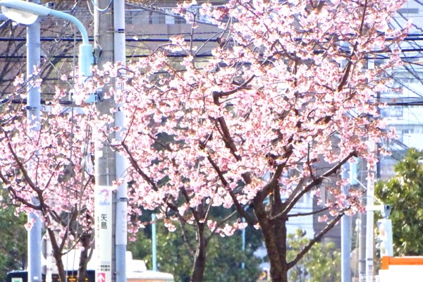 大寒桜