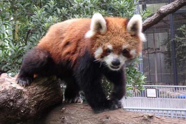 レッサーパンダはおしりがかゆいの 自然動物園 公益財団法人 えどがわ環境財団