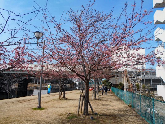 河津桜