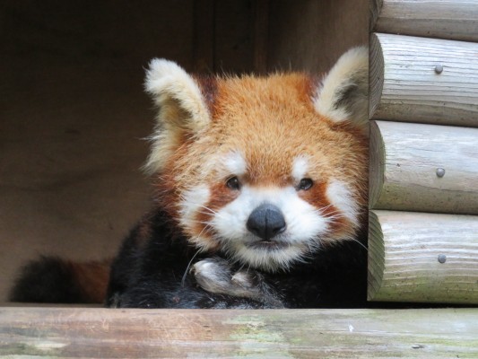 レッサーパンダ 動物紹介 自然動物園 公益財団法人 えどがわ環境財団