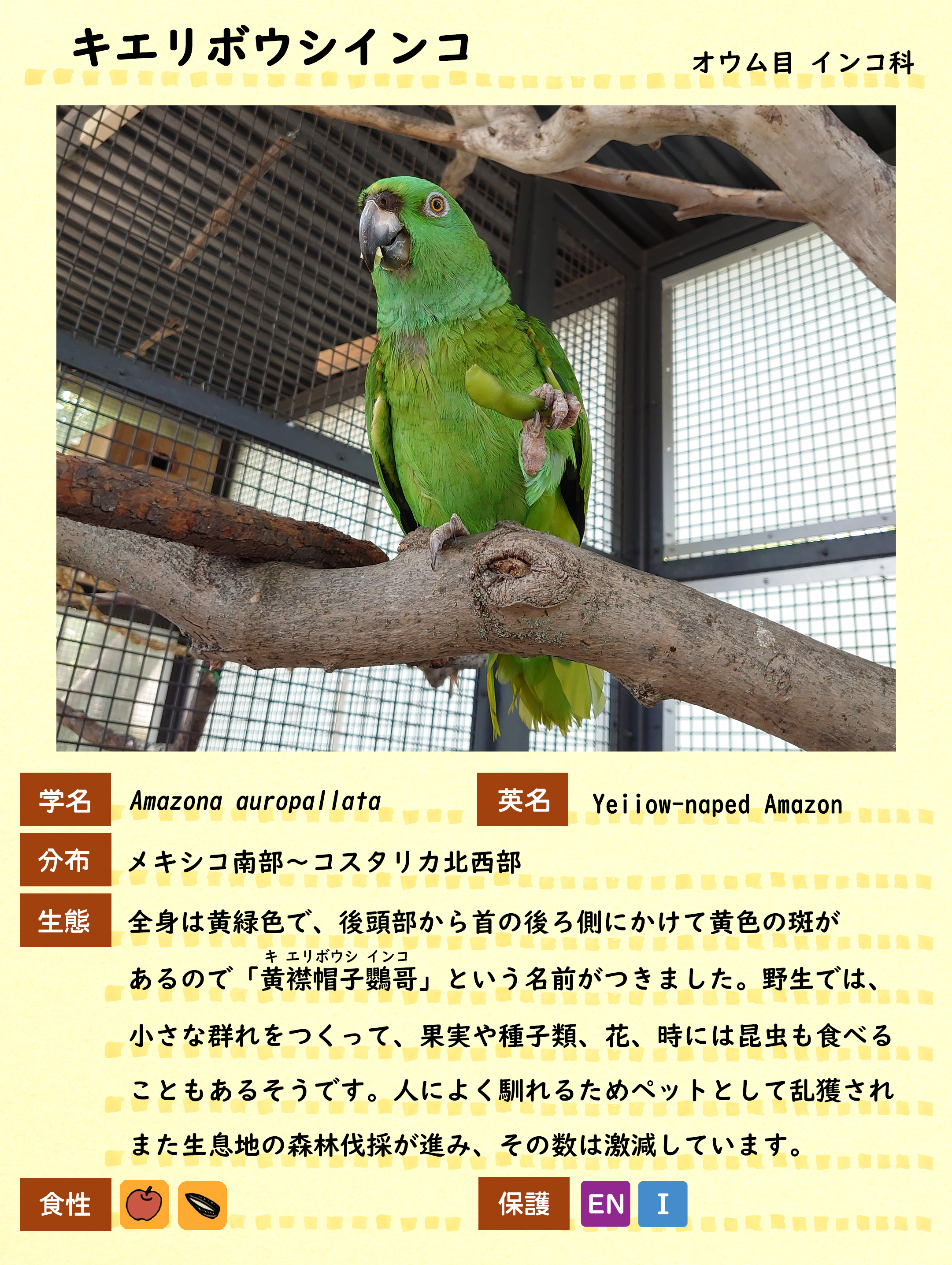 キエリボウシインコ