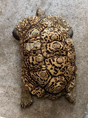 ヒョウの模様に見えますか？