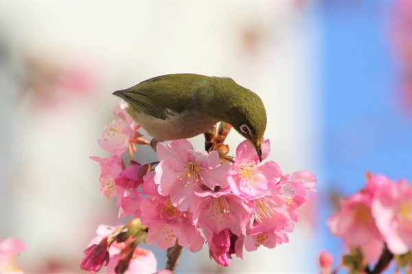 河津桜にメジロ ヒヨドリが集まっています 花だより 水とみどり 花の情報 公益財団法人 えどがわ環境財団