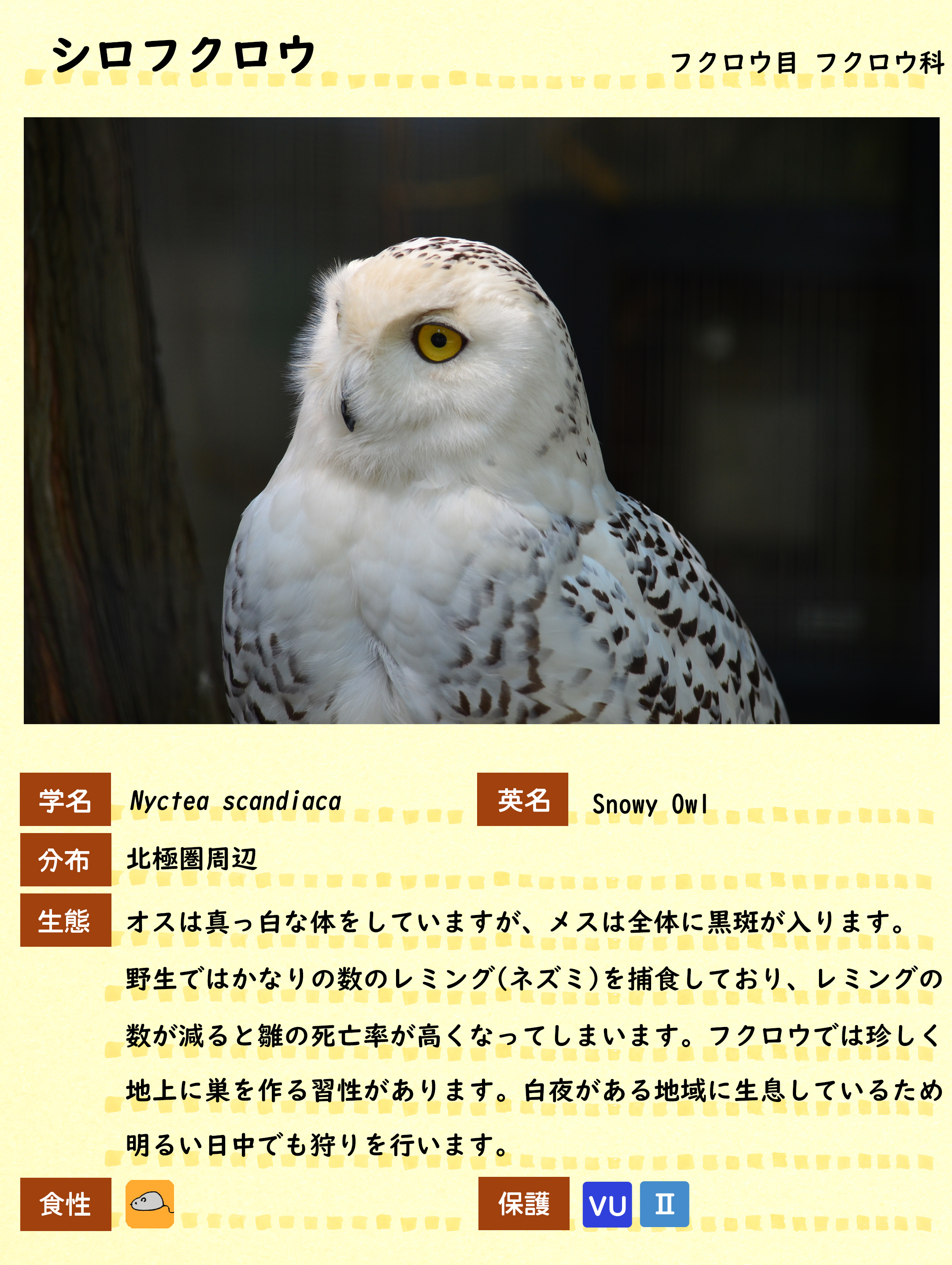 シロフクロウ 動物紹介 自然動物園 公益財団法人 えどがわ環境財団