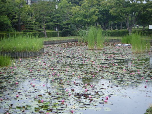 水生池の様子