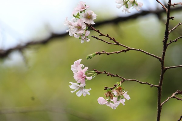 ジュウガツザクラ 十月桜 が開花しました 花だより 水とみどり 花の情報 公益財団法人 えどがわ環境財団
