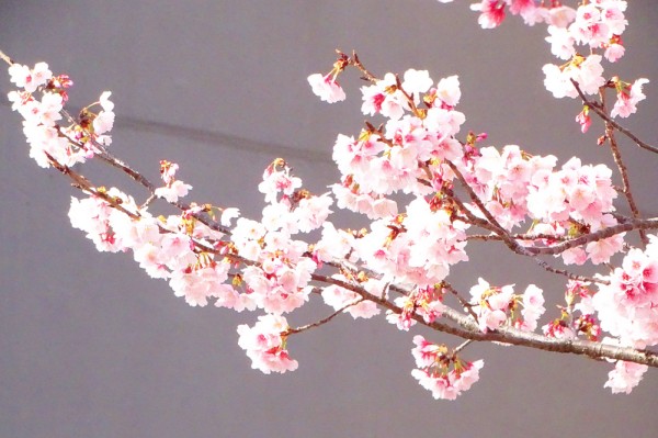 大寒桜