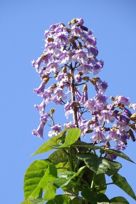 桐の花