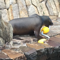 オタリアとおもちゃ