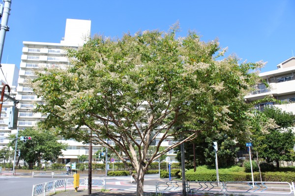 えどがわのサルスベリ揃い咲き 花だより 水とみどり 花の情報 公益財団法人 えどがわ環境財団