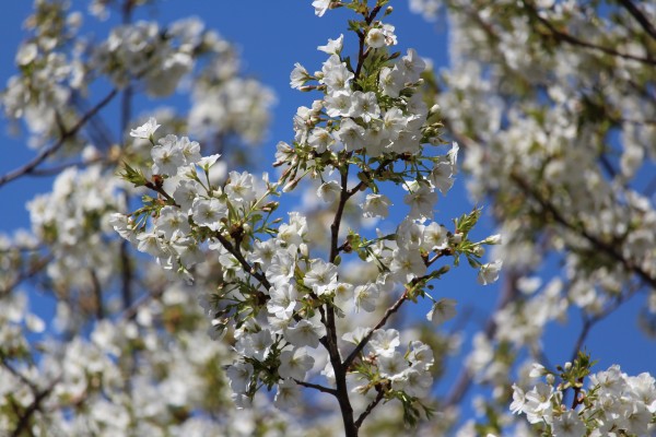 大島桜 オオシマザクラ が見頃を迎えています 花だより 水とみどり 花の情報 公益財団法人 えどがわ環境財団