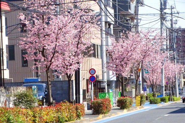 河津桜