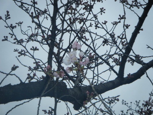 標本木開花