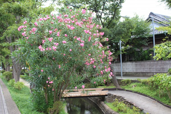 19年08月の花見ごろ情報 花だより 水とみどり 花の情報 公益財団法人 えどがわ環境財団