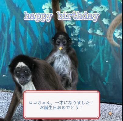 ロコちゃん、お誕生日おめでとう!