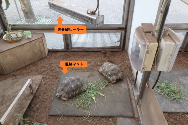 ホウシャガメは動かない 自然動物園 公益財団法人 えどがわ環境財団