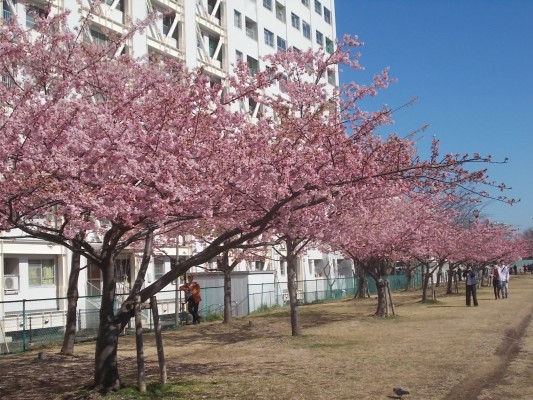 河津桜