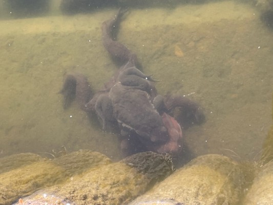 アズマヒキガエル