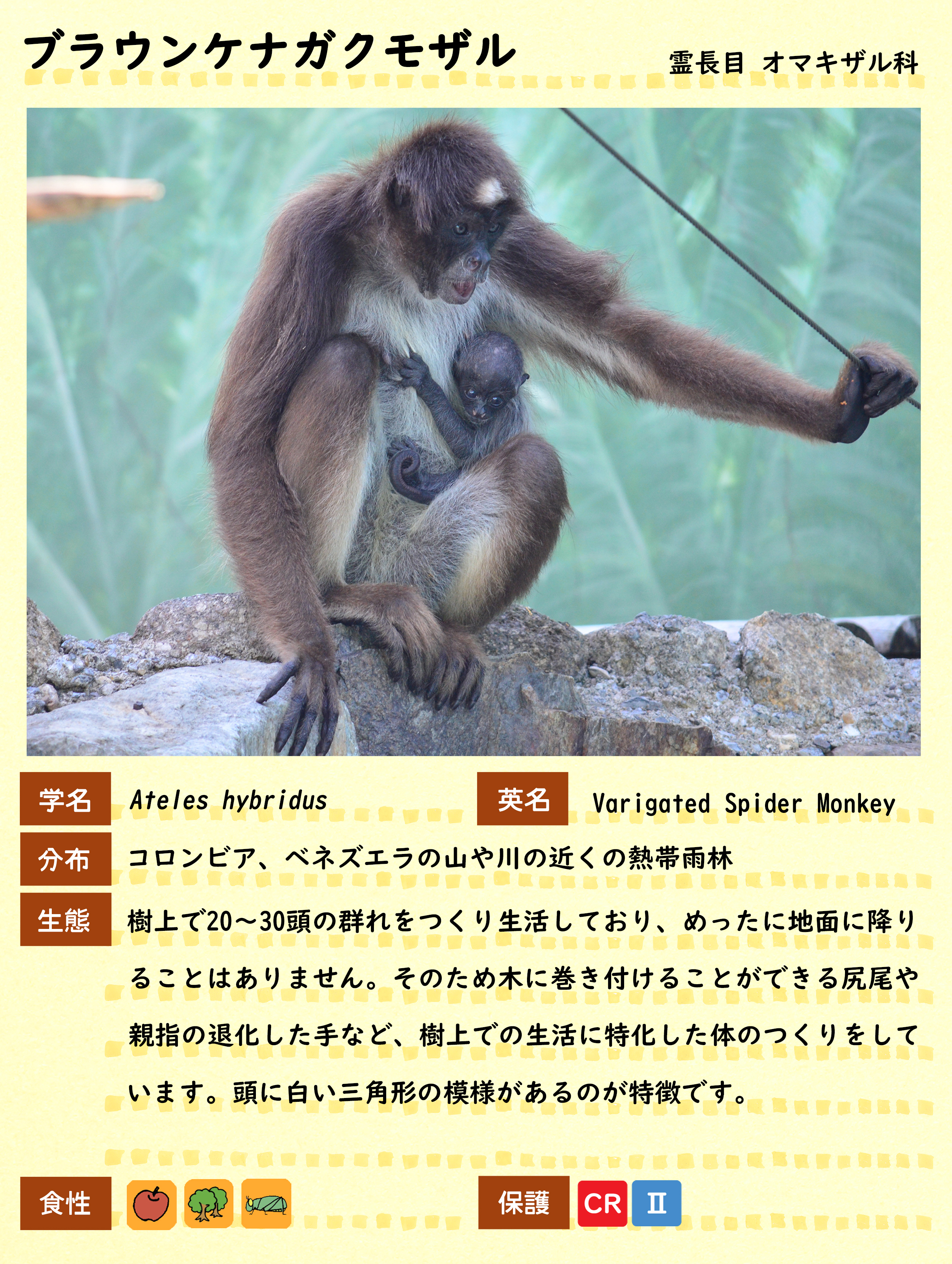 ブラウンケナガクモザル 動物紹介 自然動物園 公益財団法人 えどがわ環境財団