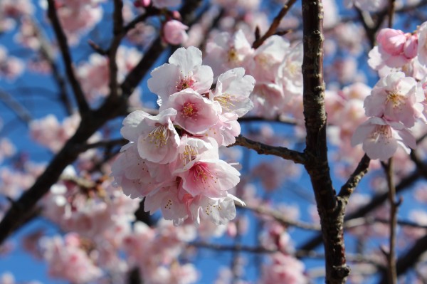 大寒桜 オオカンザクラ が開花しました 花だより 水とみどり 花の情報 公益財団法人 えどがわ環境財団