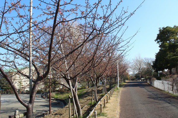 江戸川 区 河津 桜