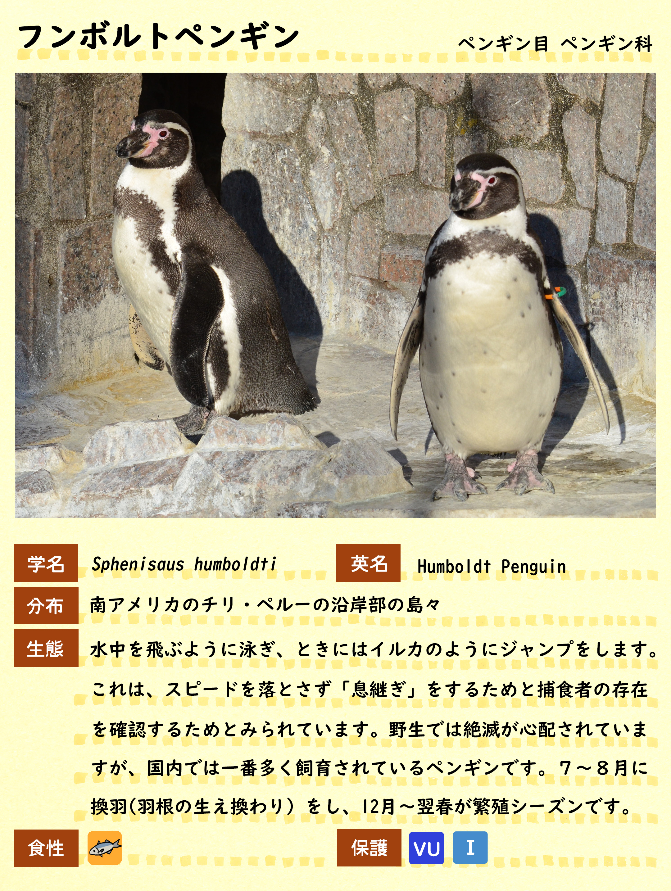フンボルトペンギン 動物紹介 自然動物園 公益財団法人 えどがわ環境財団