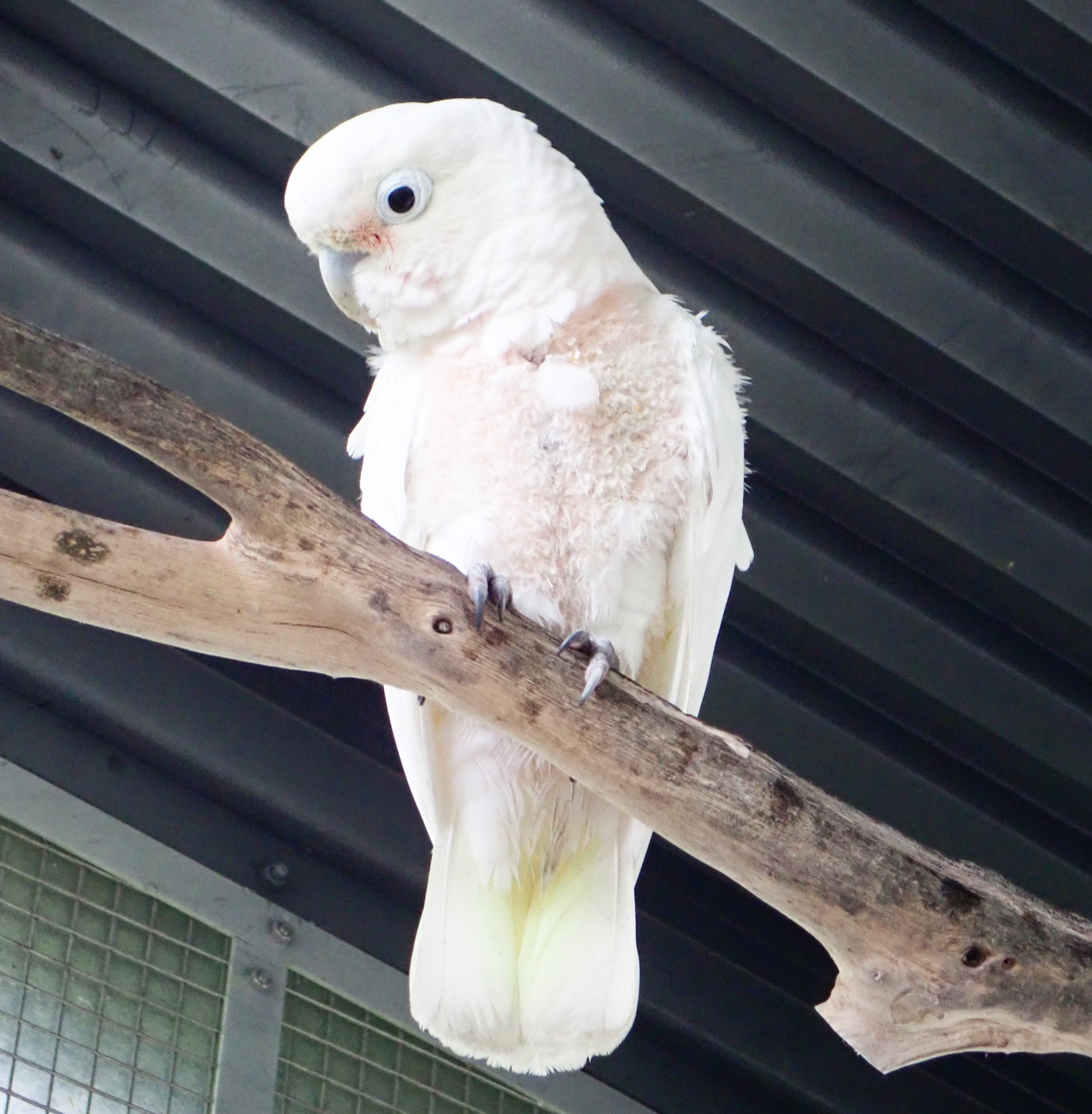 シロビタイムジオウム 動物紹介 自然動物園 公益財団法人 えどがわ環境財団