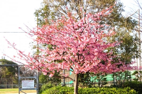 川津桜