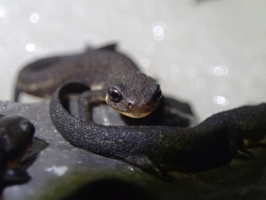 年04月の自然動物園ぶろぐ 自然動物園 公益財団法人 えどがわ環境財団