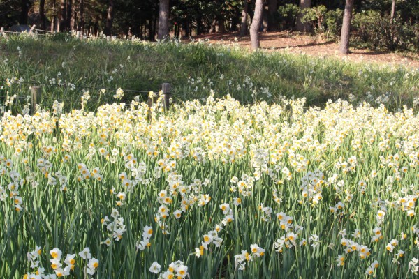 葛西臨海公園のスイセンが見ごろです 花だより 水とみどり 花の情報 公益財団法人 えどがわ環境財団