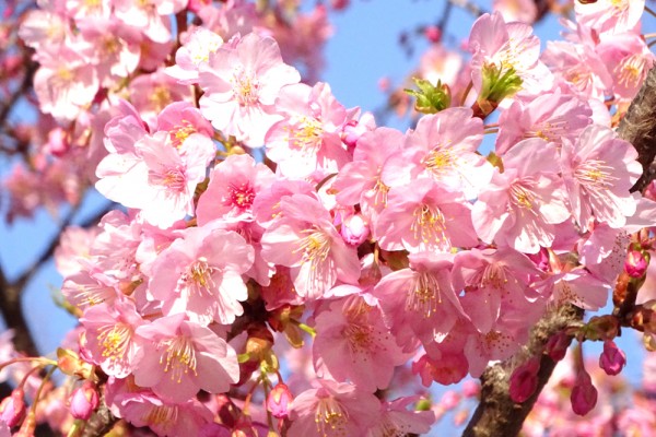 河津桜