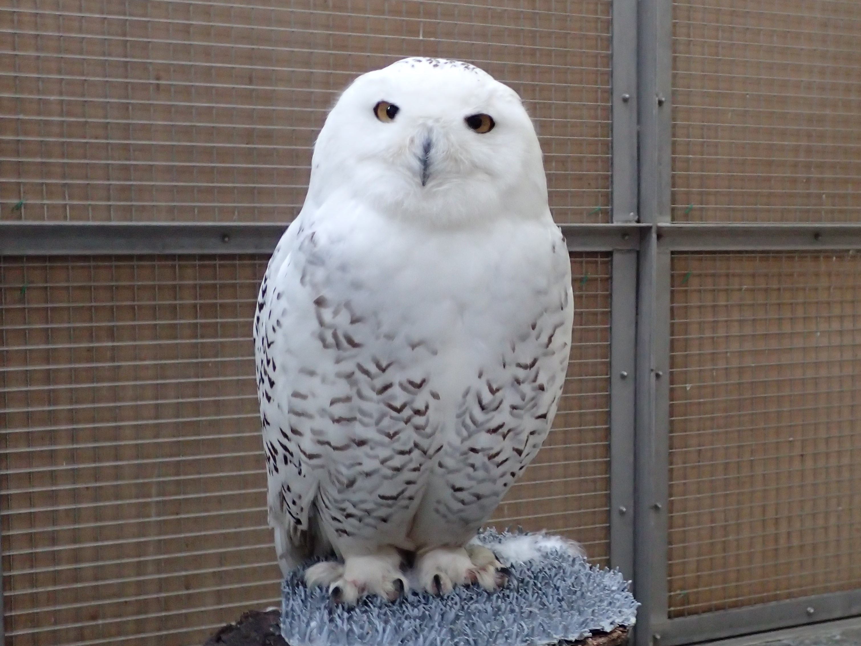 シロフクロウが亡くなりました 自然動物園 公益財団法人 えどがわ環境財団