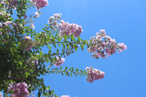 えどがわのサルスベリ揃い咲き 花だより 水とみどり 花の情報 公益財団法人 えどがわ環境財団