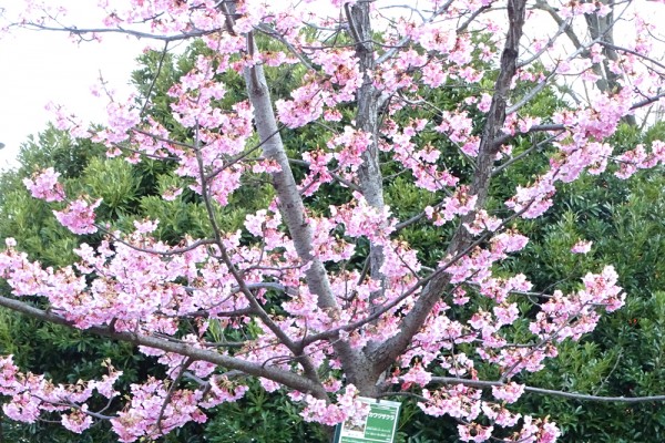 河津桜