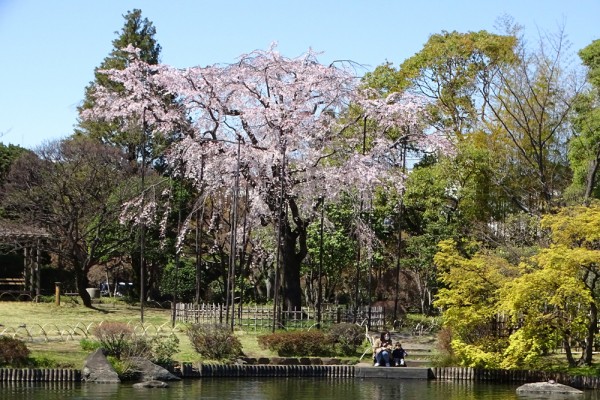 枝垂れ桜