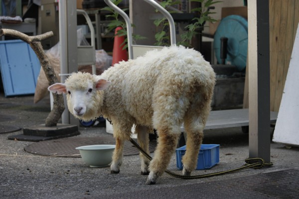 シャンプー後のめいちゃん