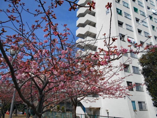 河津桜