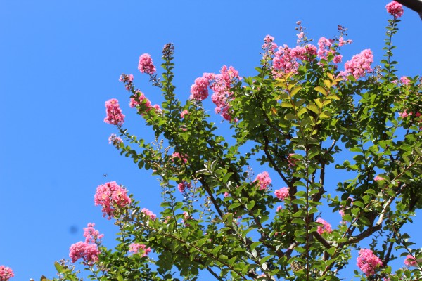 えどがわのサルスベリ揃い咲き 花だより 水とみどり 花の情報 公益財団法人 えどがわ環境財団