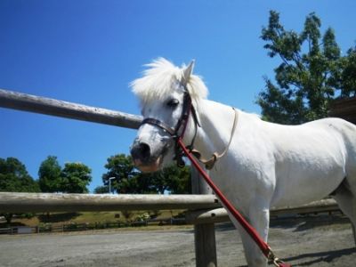 写真　なぎさポニーランドのポテト君