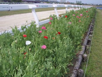 写真　篠崎ポニーランドのポピー開花状況